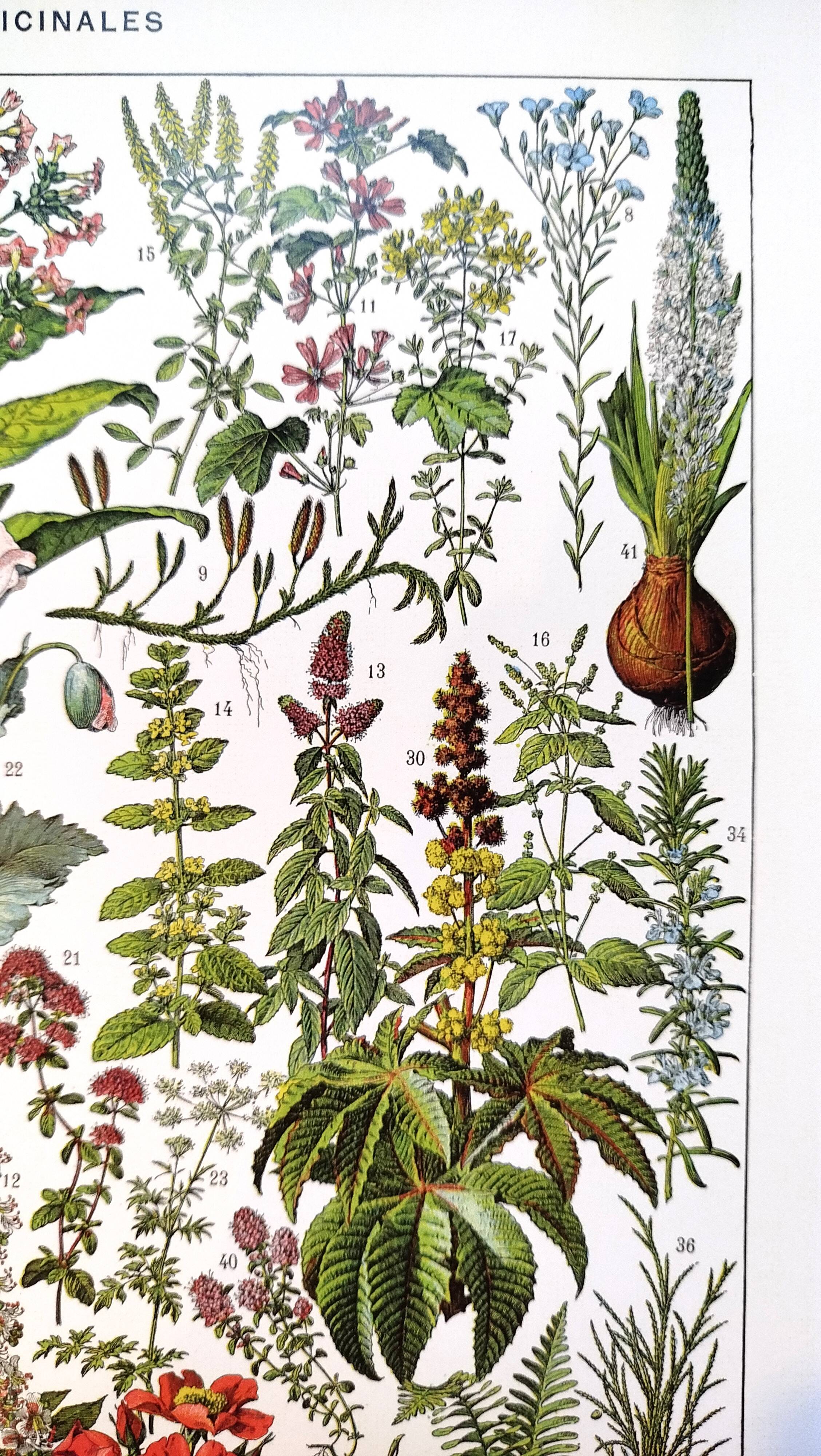 Affiche sur les plantes médicinales "gui", d'après une lithographie de 1928