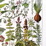 Poster on medicinal plants "mistletoe", based on a 1928 lithograph