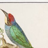 Small poster on the "great spotted woodpecker", after an old engraving from 1610.