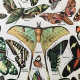 Vintage butterfly board 1922