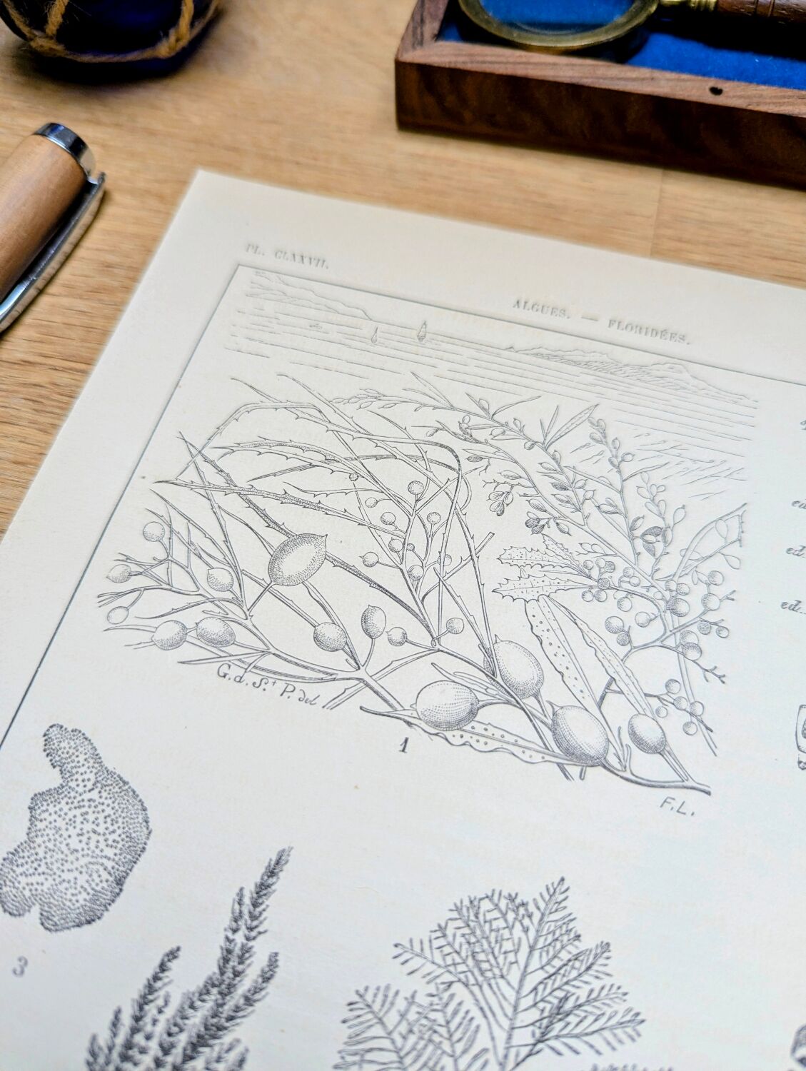 Printed in 1889, algae, florid.