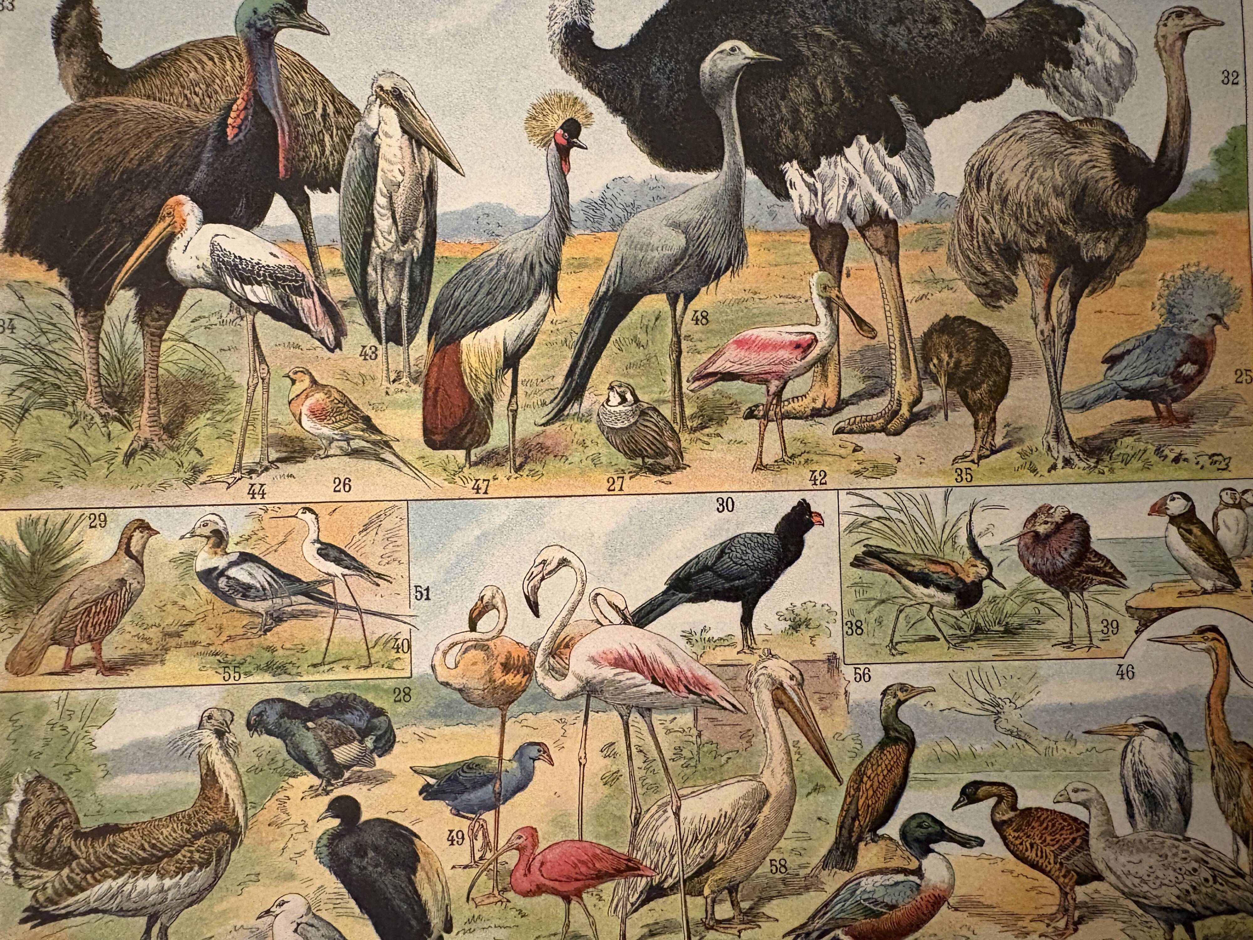 Lithographie sur les oiseaux, paon - 1900