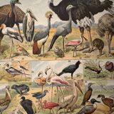 Lithograph of birds, peacock - 1900