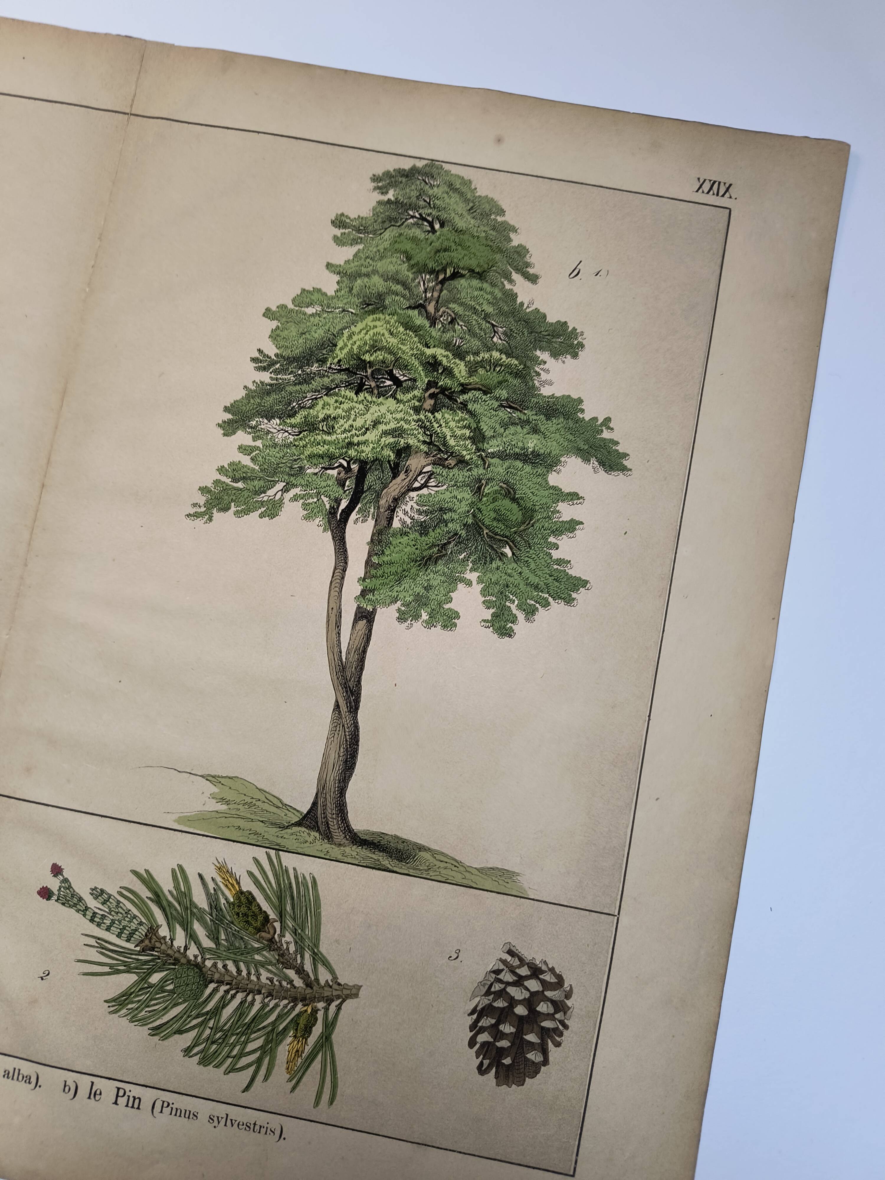 Planche botanique 1870. Arbres : Bouleau et Pin. Gravure ancienne