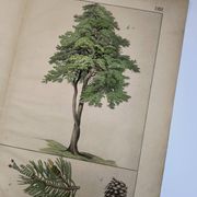 Planche botanique 1870. Arbres : Bouleau et Pin. Gravure ancienne