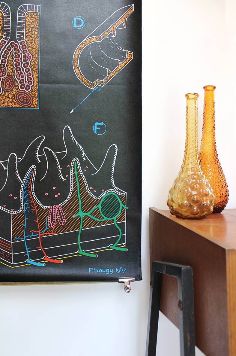 Poster of the digestive system Doctor Auzoux