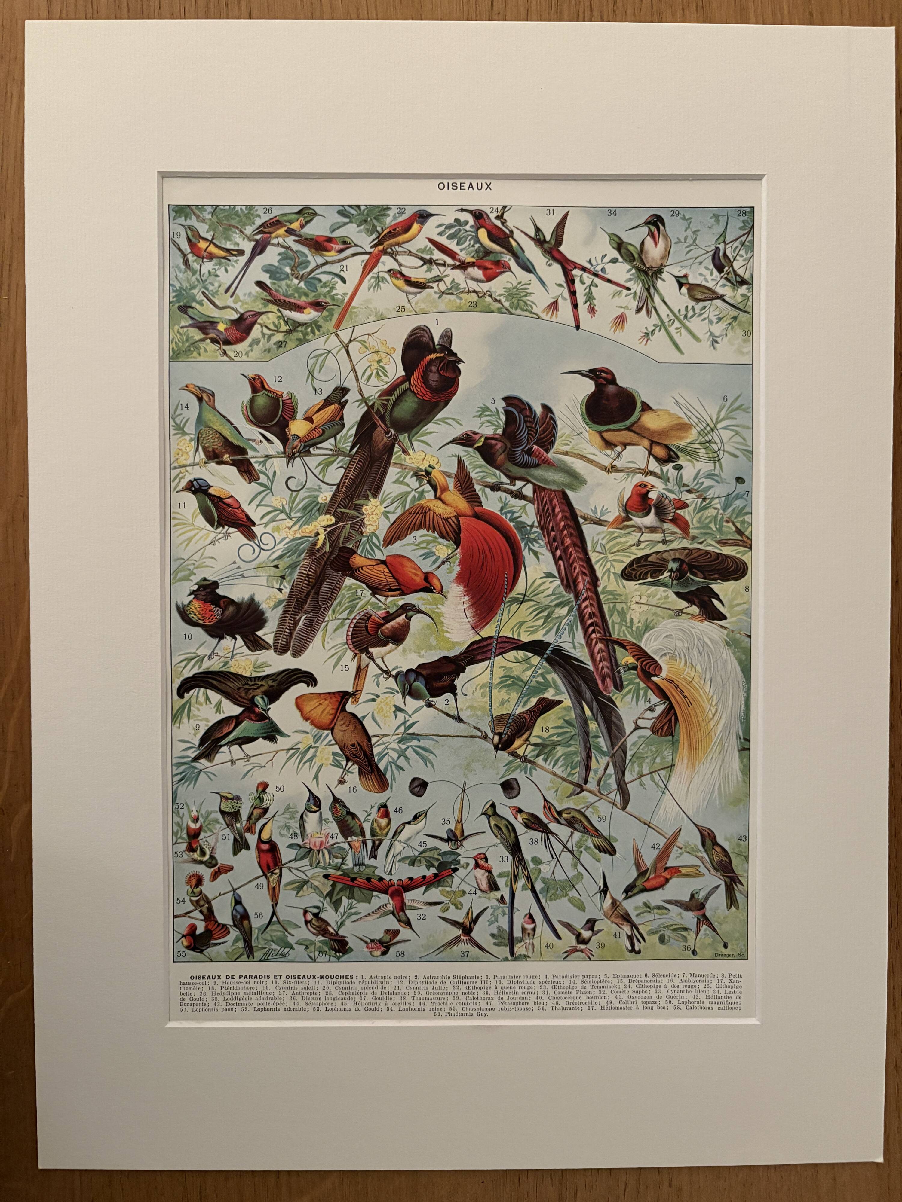 Planche illustrée vintage sur les oiseaux de paradis - 1930