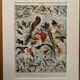 Planche illustrée vintage sur les oiseaux de paradis - 1930