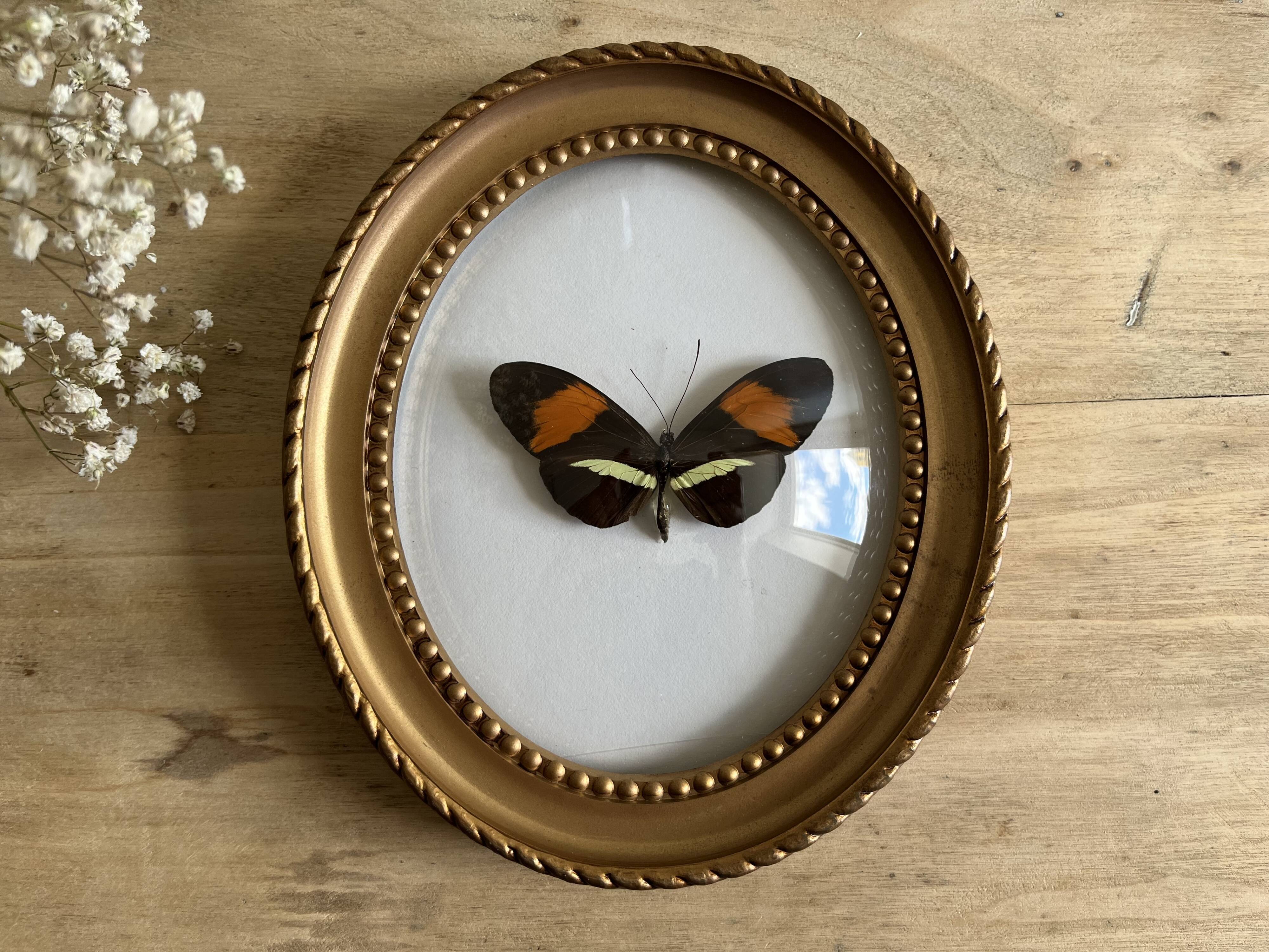 Cadre papillon naturalisé verre bombé