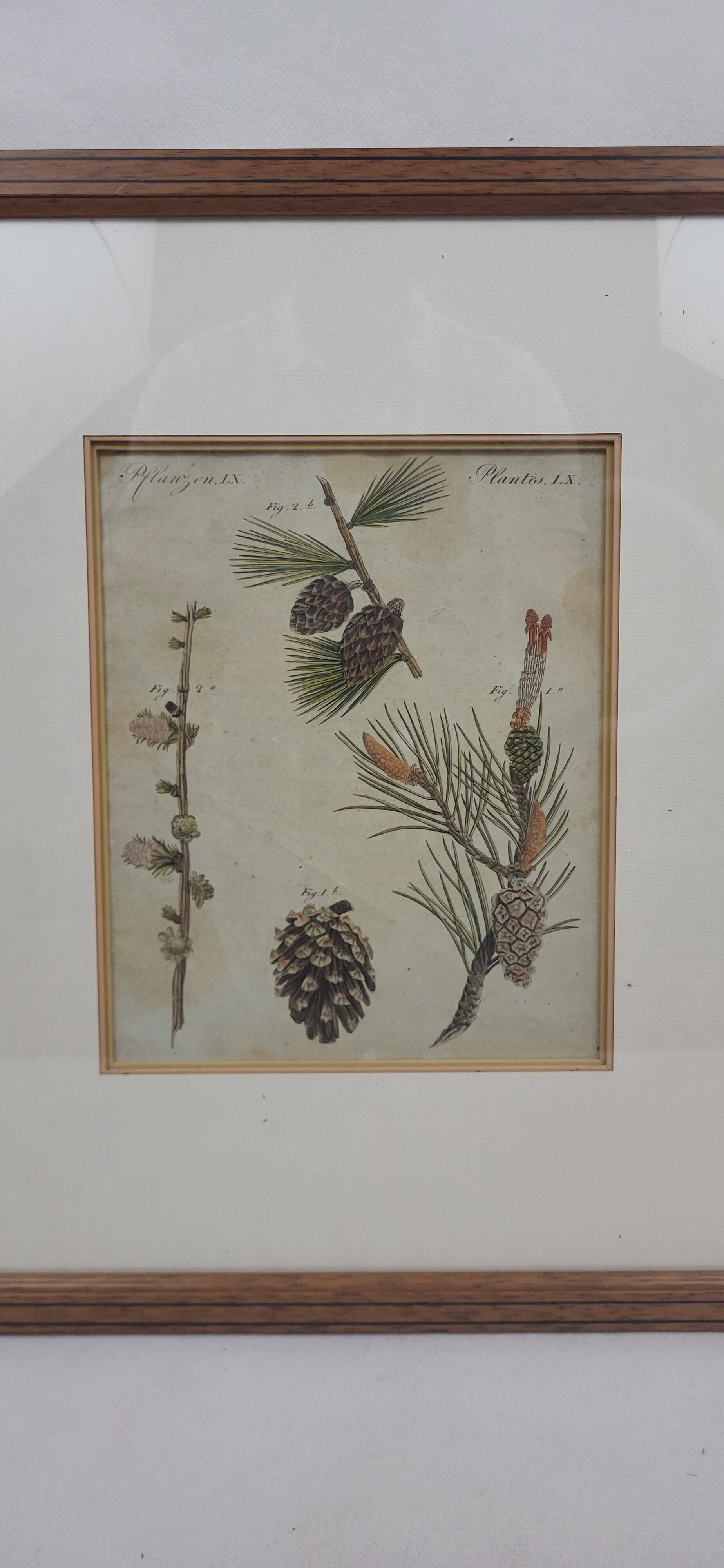 Botanical plate engraving Pine