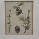 Botanical plate engraving Pine