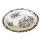 Dish bindweed Pexonne
