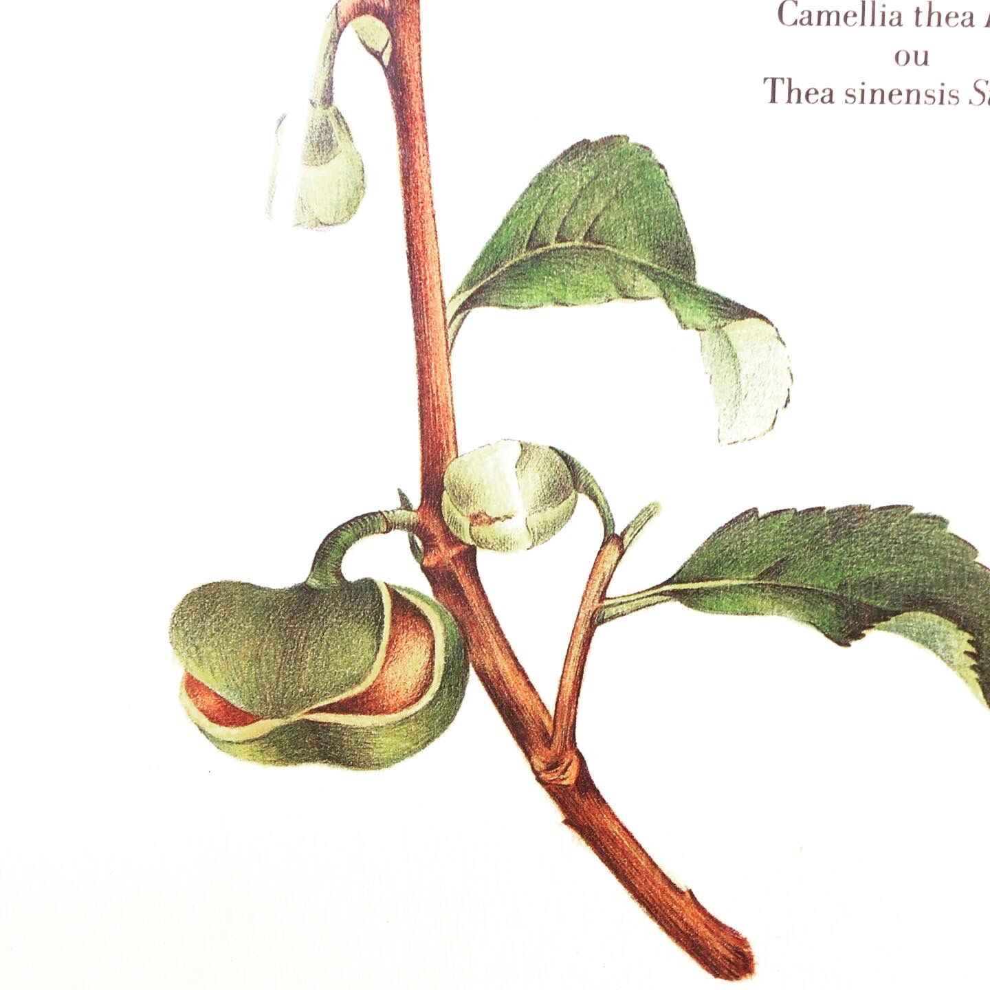 Frame of a botanical poster: The Teaier