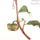 Frame of a botanical poster: The Teaier