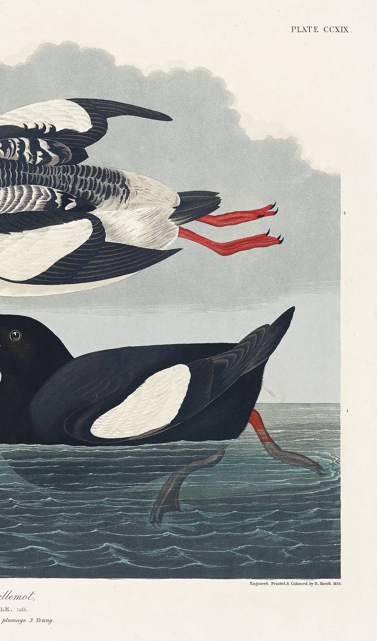 Poster about the Black Guillemot, based on an old engraving from 1827.