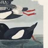 Poster about the Black Guillemot, based on an old engraving from 1827.