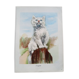 Zoological poster - white angora kitten
