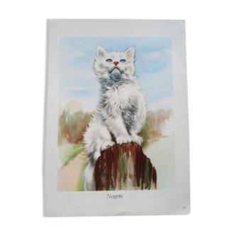 Zoological poster - white angora kitten