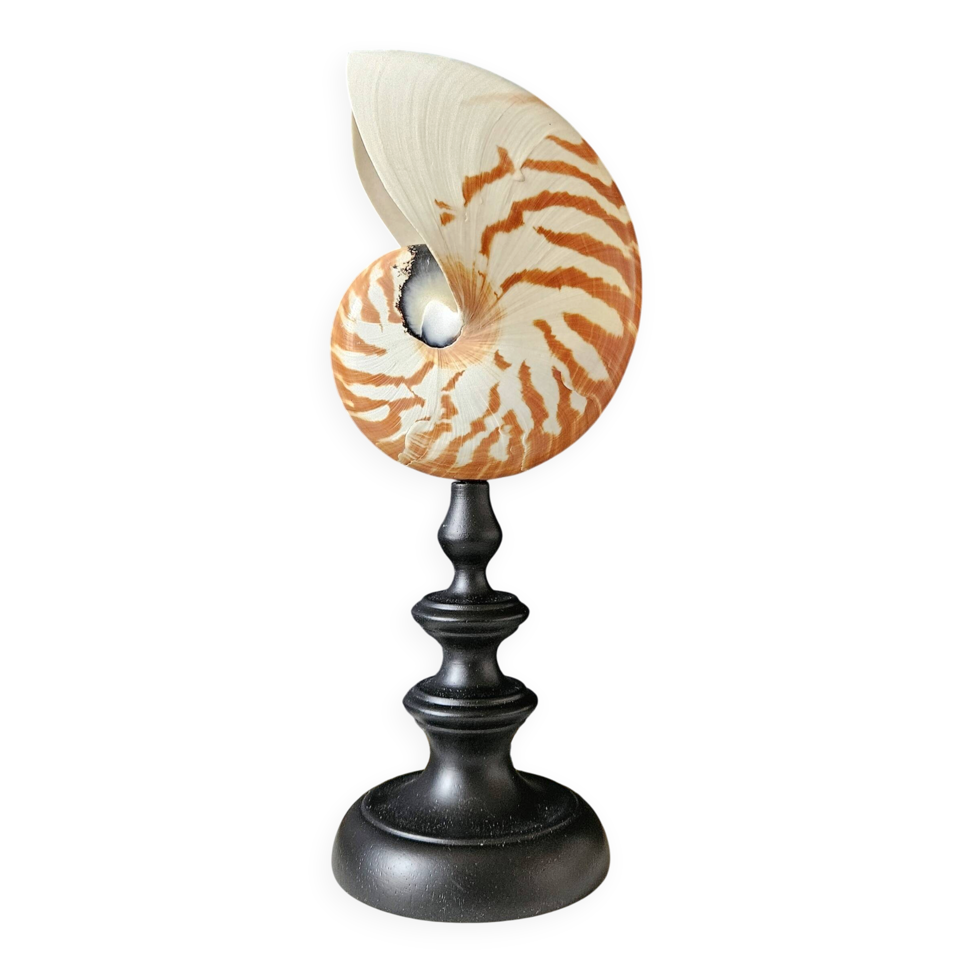 Nautilus / Natural Nautile, Black Turned Wood Base H: 25 cm
