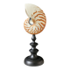 Nautilus / Natural Nautile, Black Turned Wood Base H: 25 cm