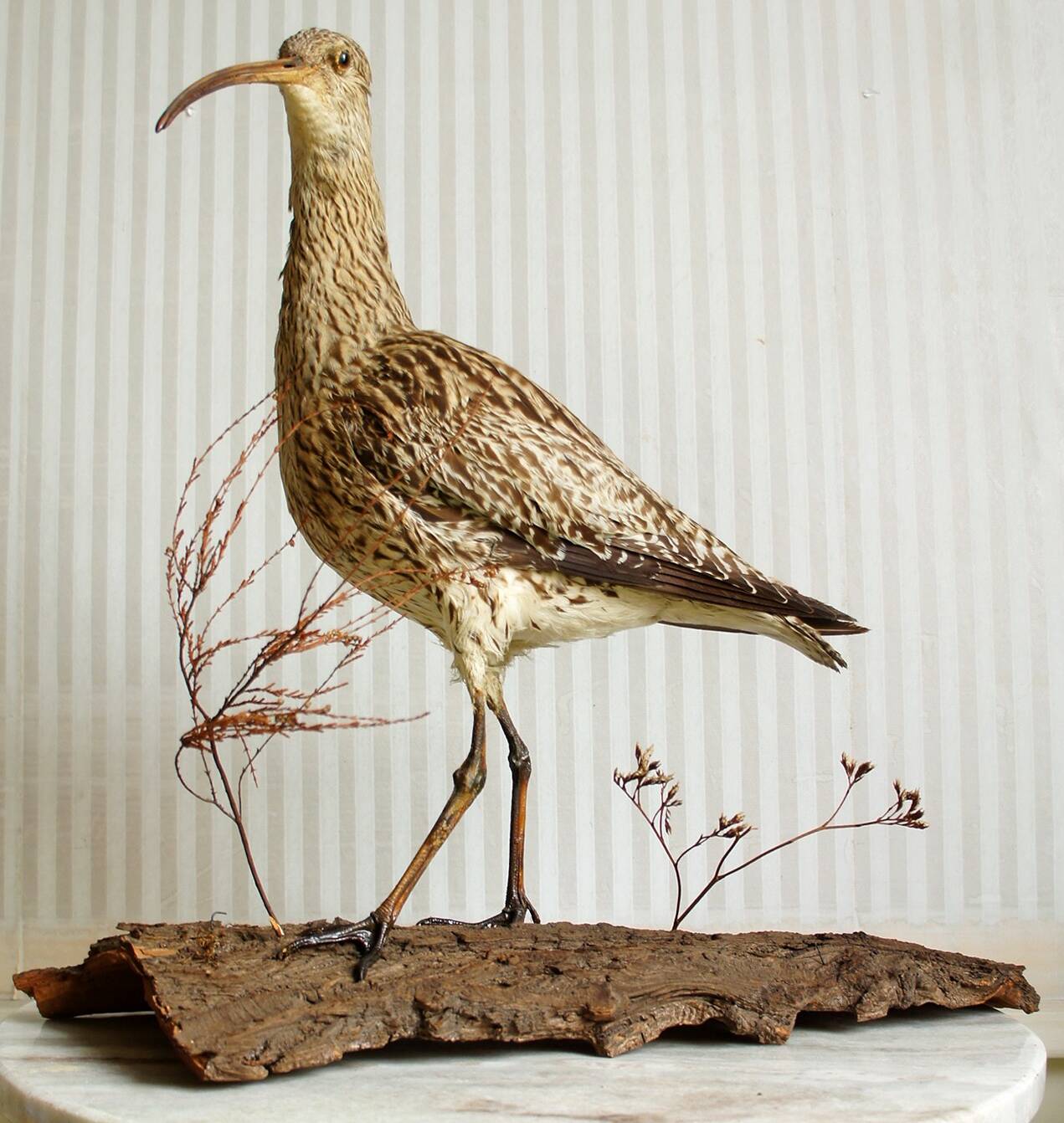 Stuffed bird "Eurasian Curlew" on plant base