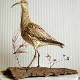 Stuffed bird "Eurasian Curlew" on plant base