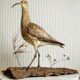 Stuffed bird "Eurasian Curlew" on plant base
