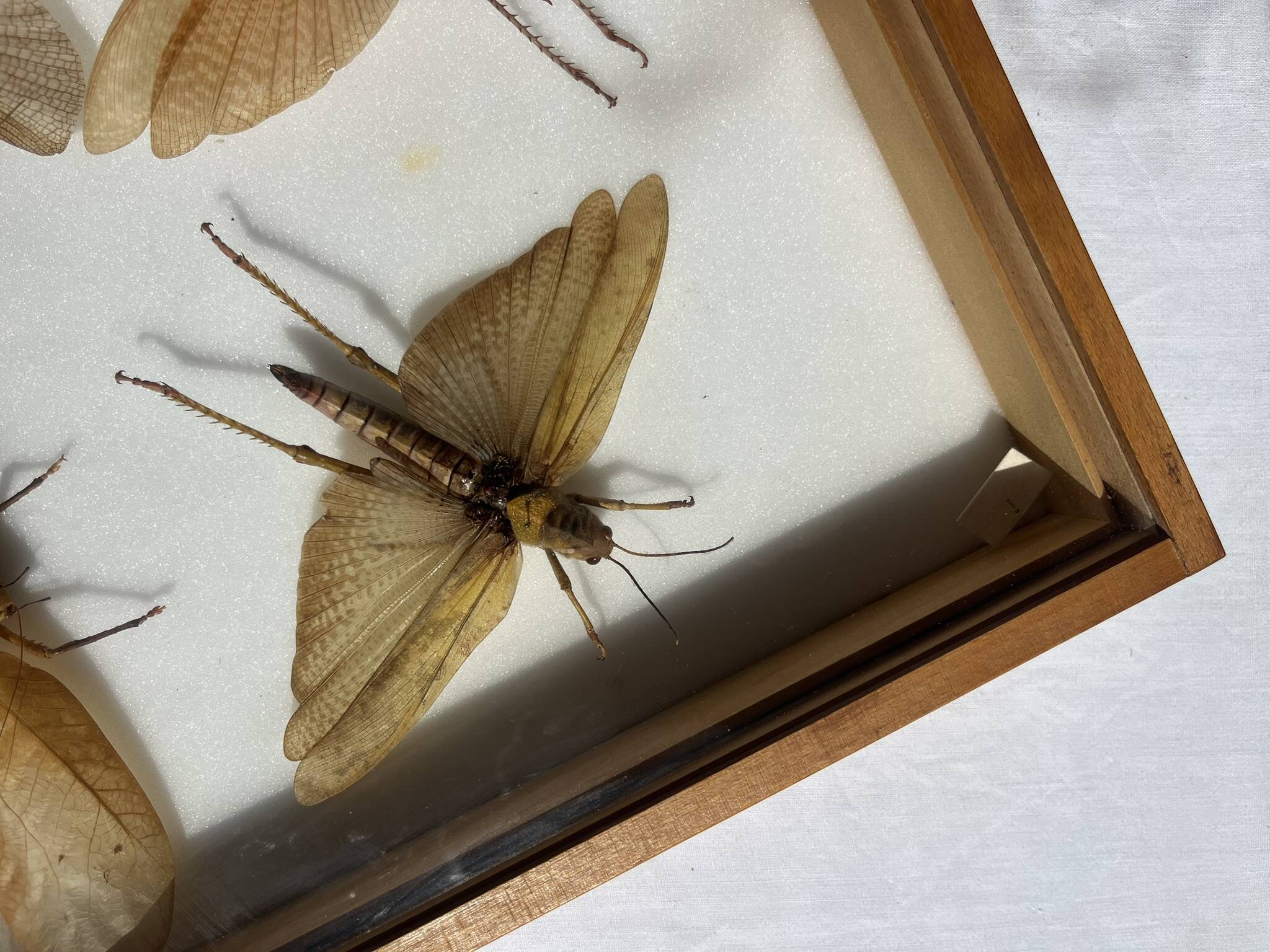Framed giant insects, entomology collection