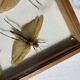 Framed giant insects, entomology collection
