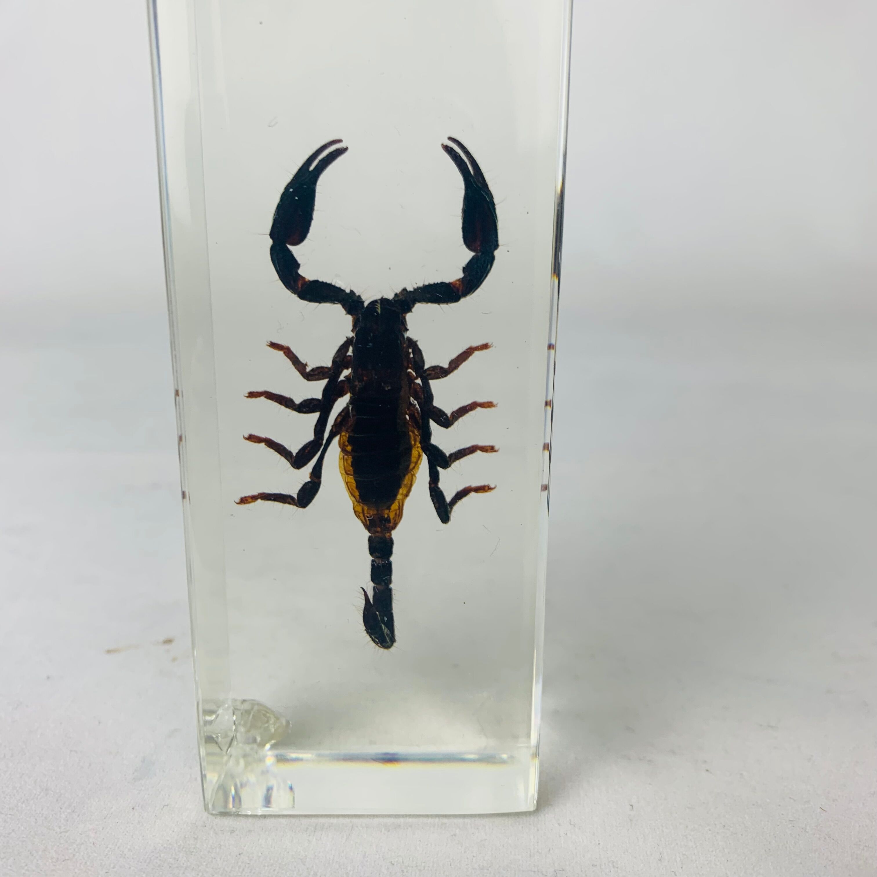 Insect scorpion resin object of curiosity