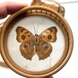 Bamboo Tray with 12 Colonial Style Butterfly Coasters