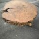 Table basse brutaliste en loupe d'orme massif 108 cm de diamètre