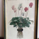Vintage botanical illustration