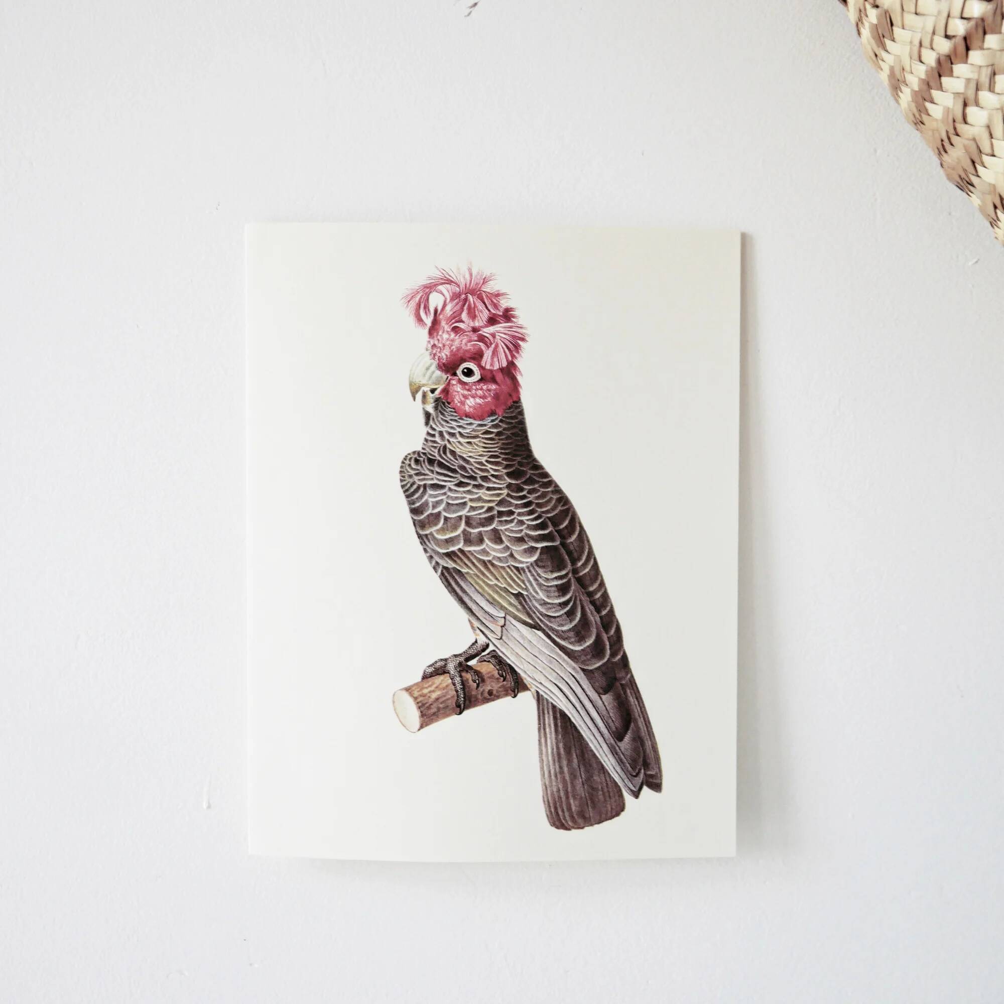 Plates of the bestiary from the Natural History Museum Cockatoos