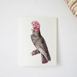 Plates of the bestiary from the Natural History Museum Cockatoos