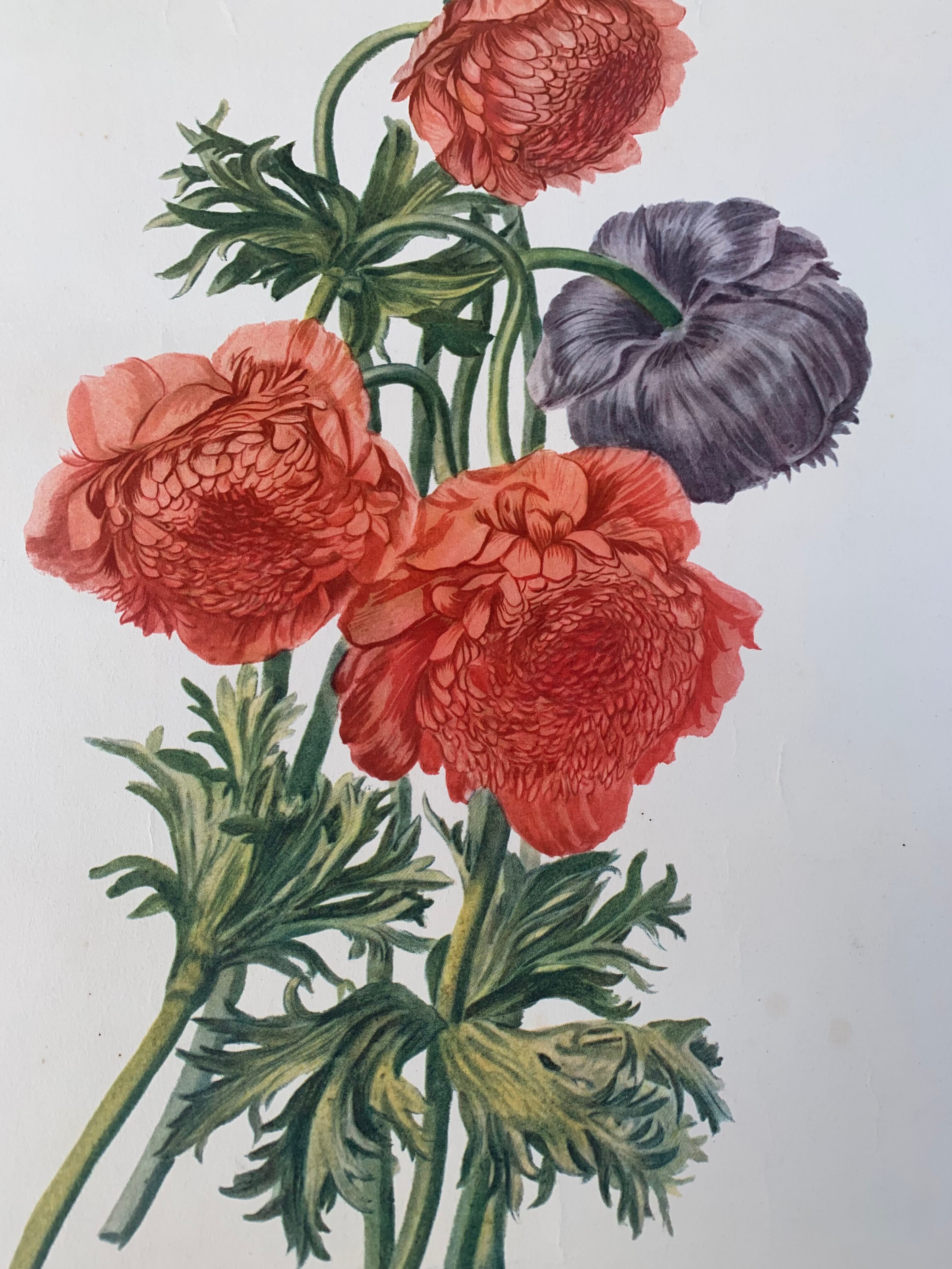 Lithograph, antique engraving double anemones, vintage and collector's herbarium style