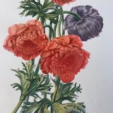Lithographie gravure ancienne les anémones double, style herbier vintage et collector