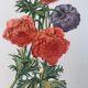 Lithograph, antique engraving double anemones, vintage and collector's herbarium style