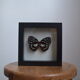 Papillon naturalisé de 1997