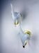 Pair of "Calla Lily" leaf-shaped wall sconces, Murano glass & gilt brass, circa 1970, Italy