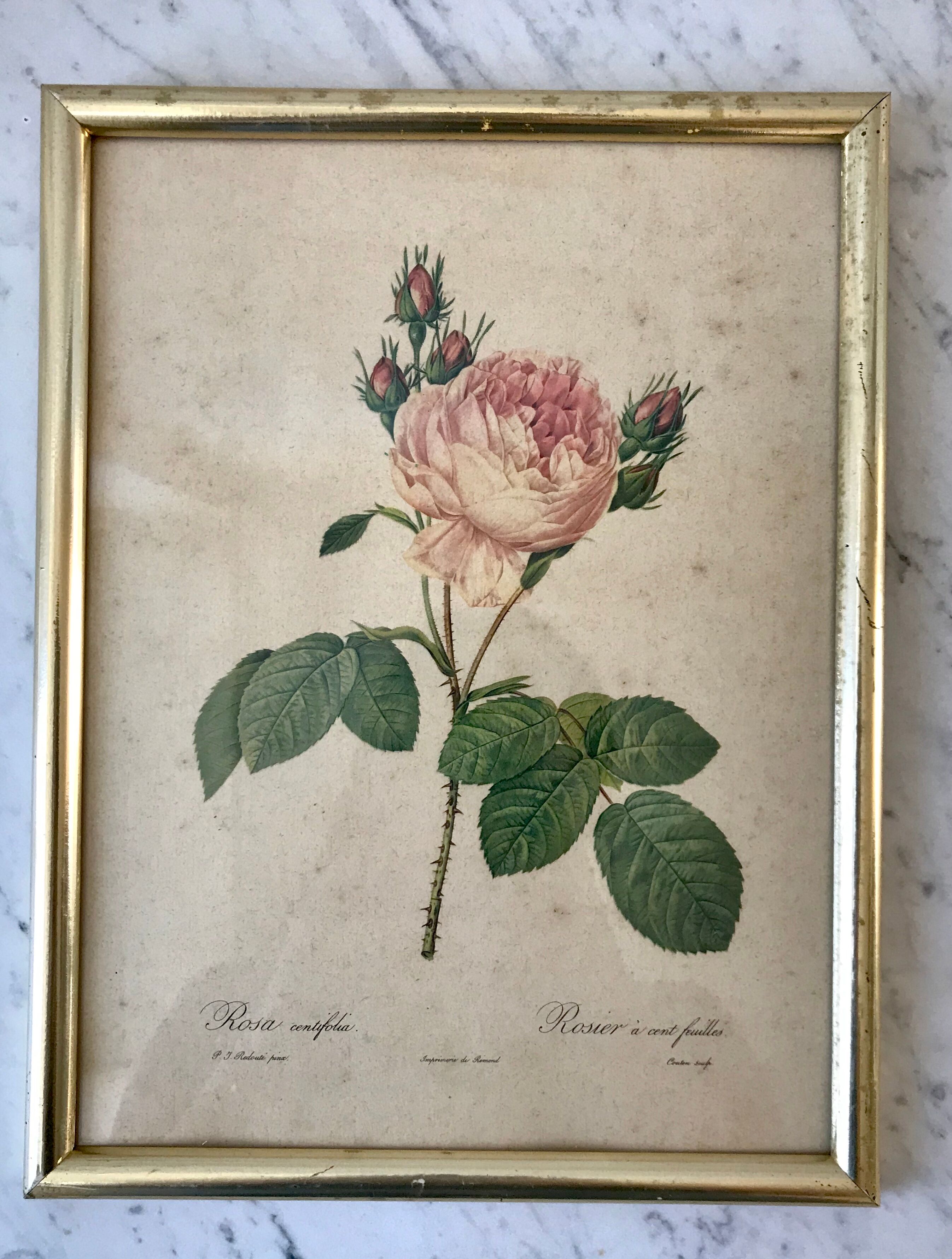 Lithograph antique engraving "Rosa" by J.P. Redouté