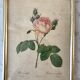 Lithograph antique engraving "Rosa" by J.P. Redouté
