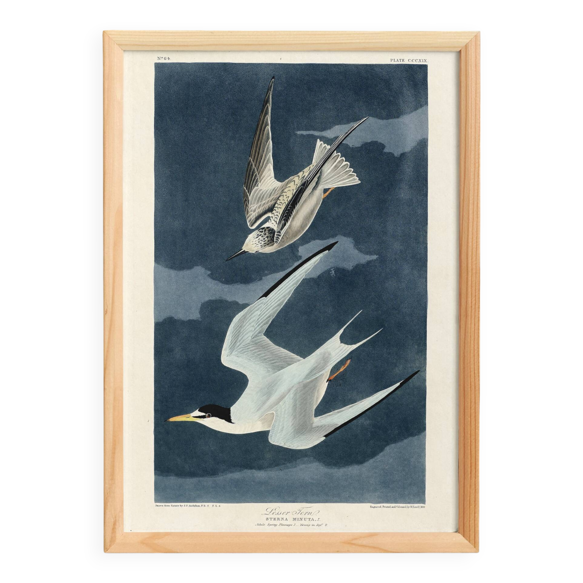 Poster about the Little Tern, based on an old engraving from 1827.
