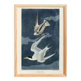 Poster about the Little Tern, based on an old engraving from 1827.