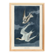 Affiche sur la Sterne naine, d’après une gravure ancienne de 1827.