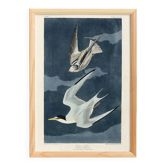 Poster about the Little Tern, based on an old engraving from 1827.