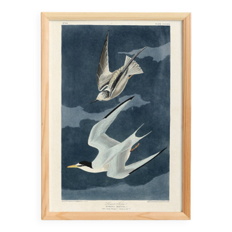 Poster about the Little Tern, based on an old engraving from 1827.