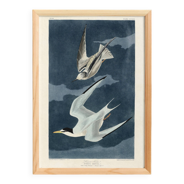 Affiche sur la Sterne naine, d’après une gravure ancienne de 1827.
