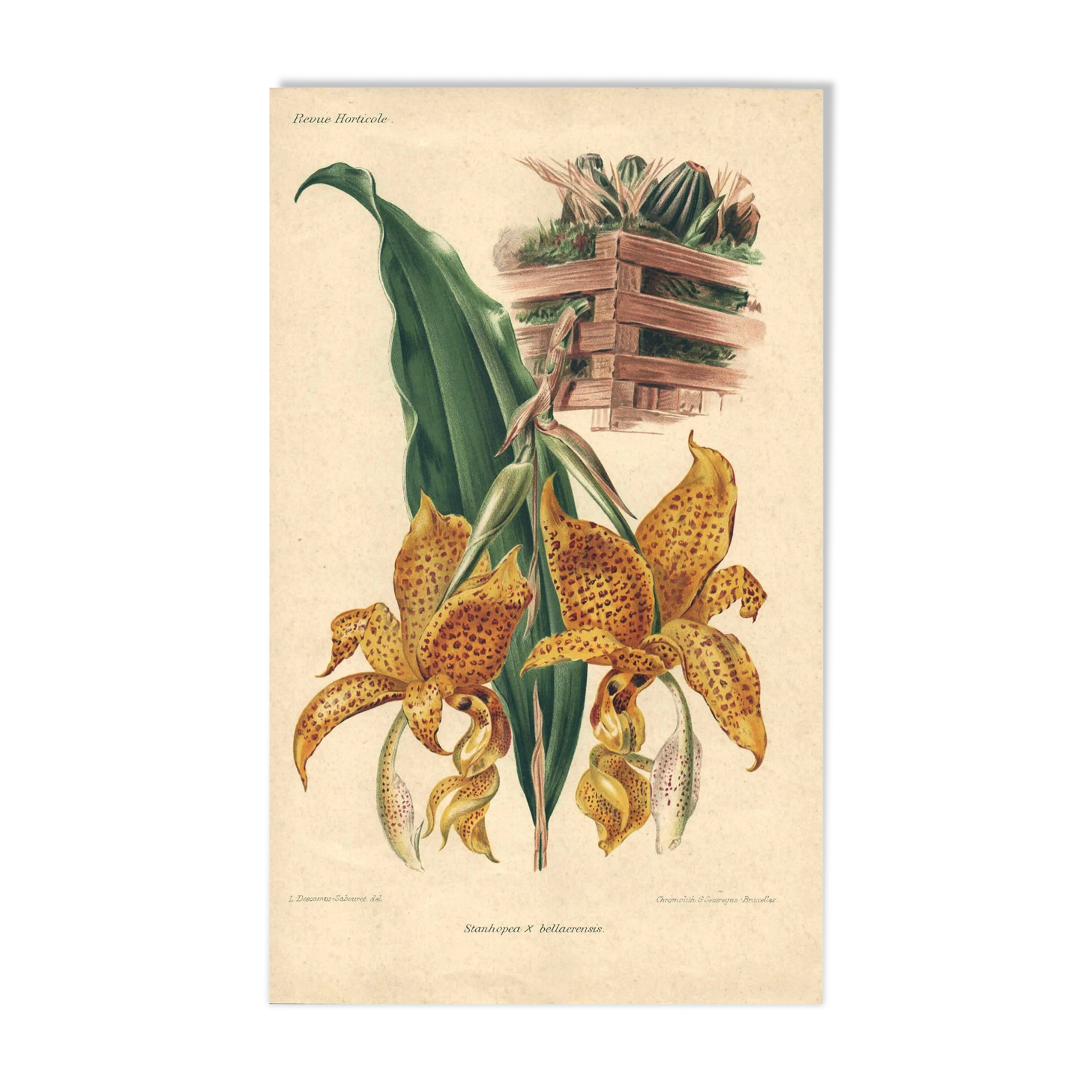 Gravure botanique par Descamps-Sabouret, Stanhopea hybride, 1896