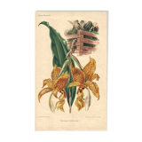 Botanical engraving by Descamps-Sabouret, Stanhopea hybrid, 1896
